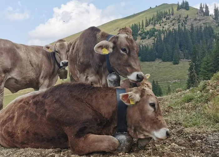 Erd's Hoimatle Jungholz