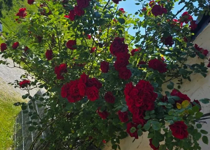 Apartmán Erd's Hoimatle *